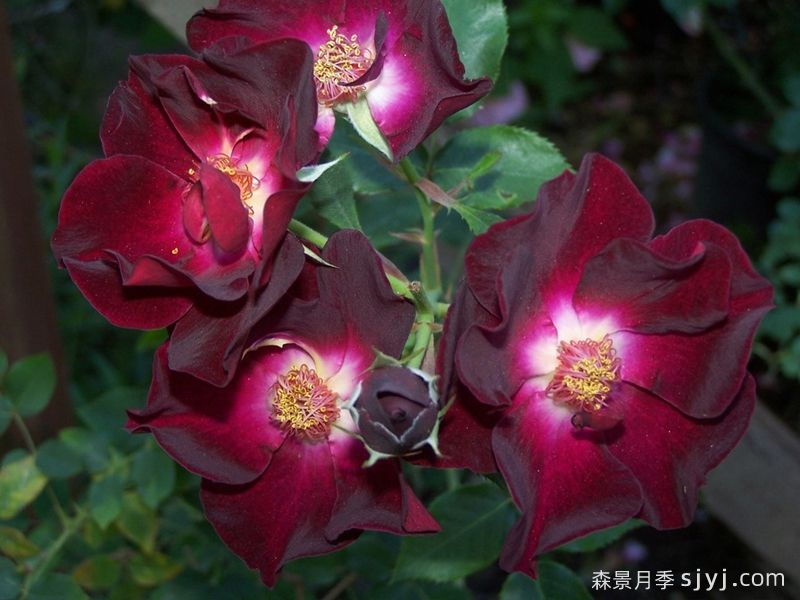 栗色八号月季Maroon Eight(图2)