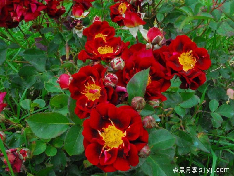 古生物月季/佐伊克Zoic(图3)