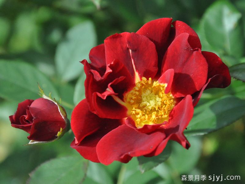 古生物月季/佐伊克Zoic(图2)