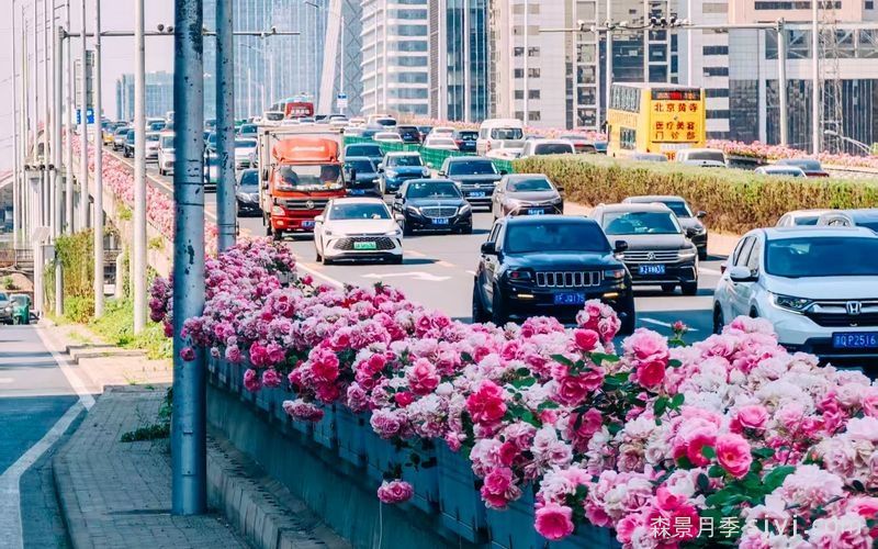 北京环路戴上了月季项链,为何使用的是月季?(图1) 北京环路戴上了月季项链,为何使用的是月季?(图1)
