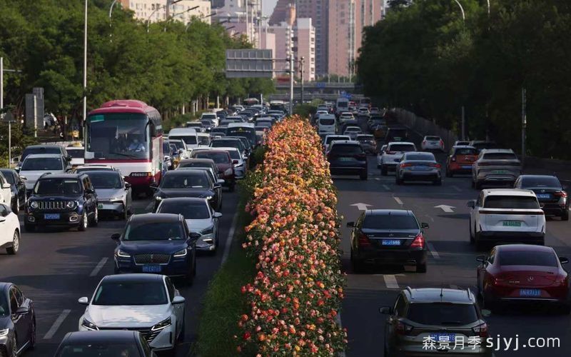 北京环路戴上了月季项链,为何使用的是月季?(图3) 北京环路戴上了月季项链,为何使用的是月季?(图3)