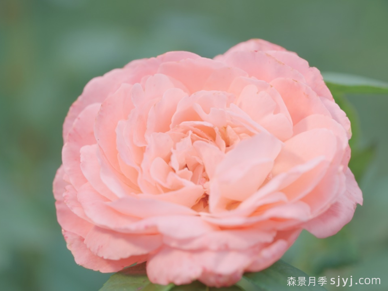 暖暖月季Nikki(图1)