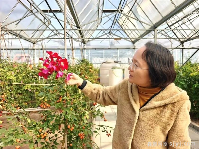 月季名人:冯慧(北京园科院)(图1) 月季名人:冯慧(北京园科院)(图1)