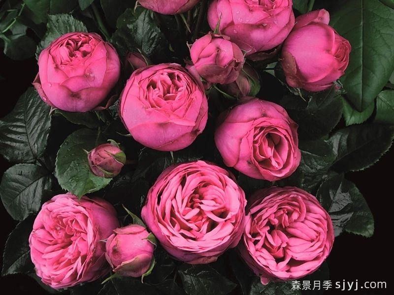 粉色钢琴月季Pink Piano(图1)