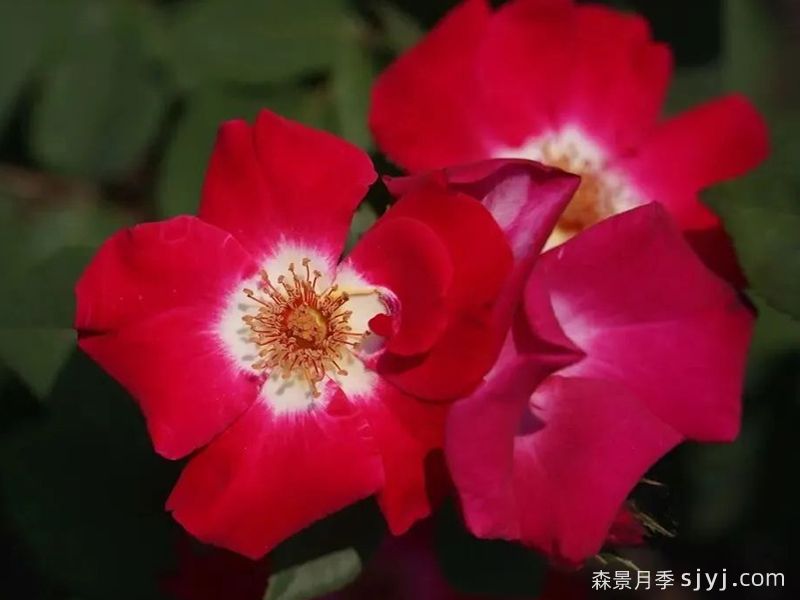 赤璧月季(图2)