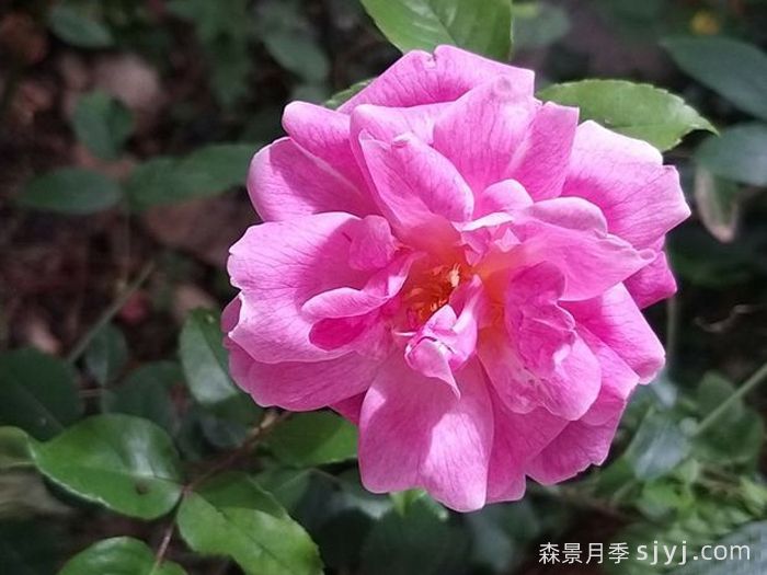 月季的前世今生(图2)