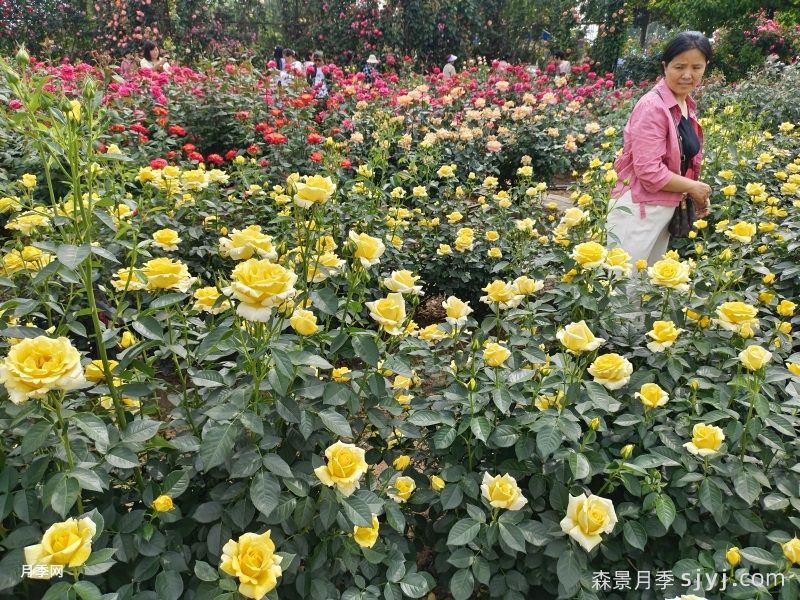 苗木之乔木、灌木、草本，你能分清吗？(图3)
