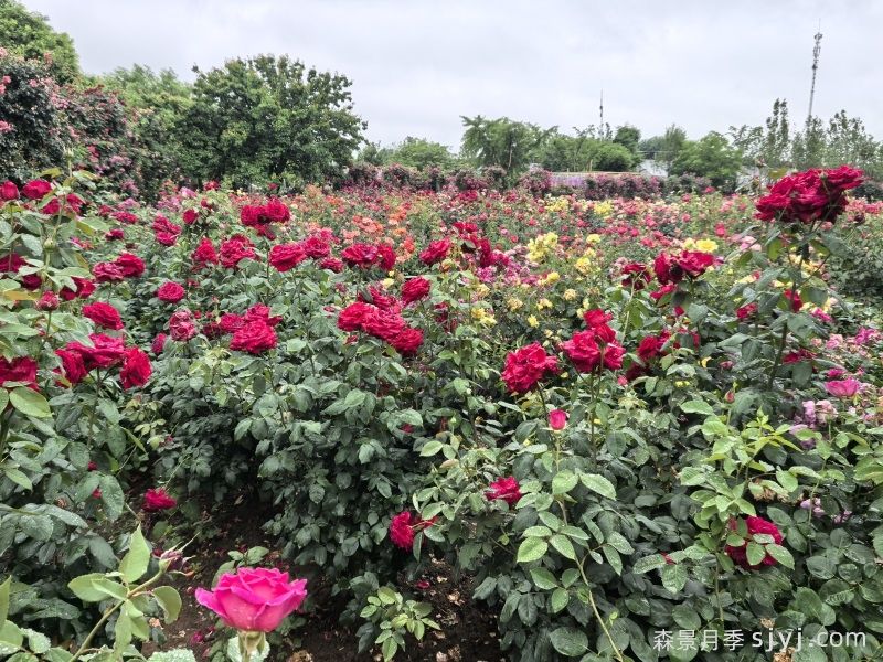 南阳月季：春季产销旺 花香飘四海(图1)