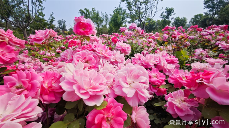 雄安新区：月季花开扮靓未来之城(图1)