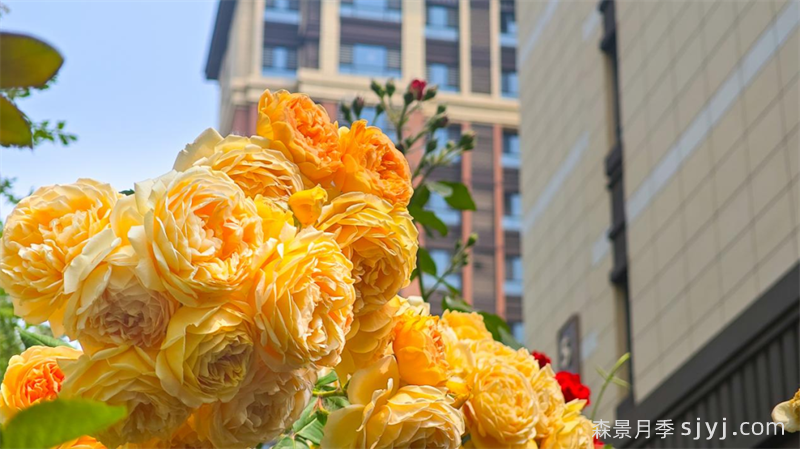 雄安新区：月季花开扮靓未来之城(图2)
