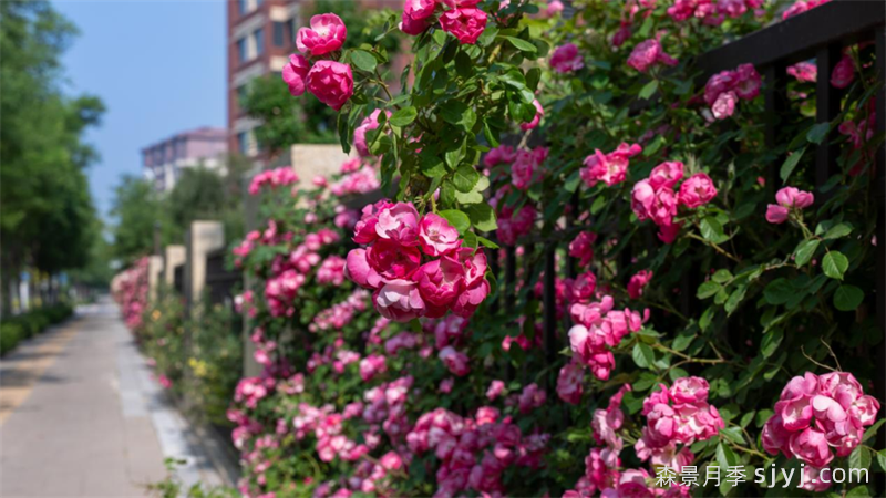 雄安新区：月季花开扮靓未来之城(图3)