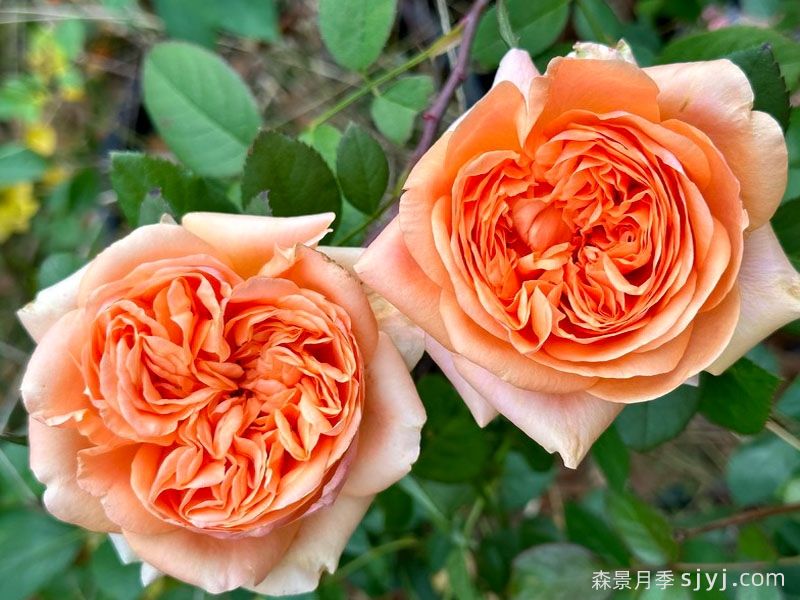 双色琥珀月季Double Ambre(图3)