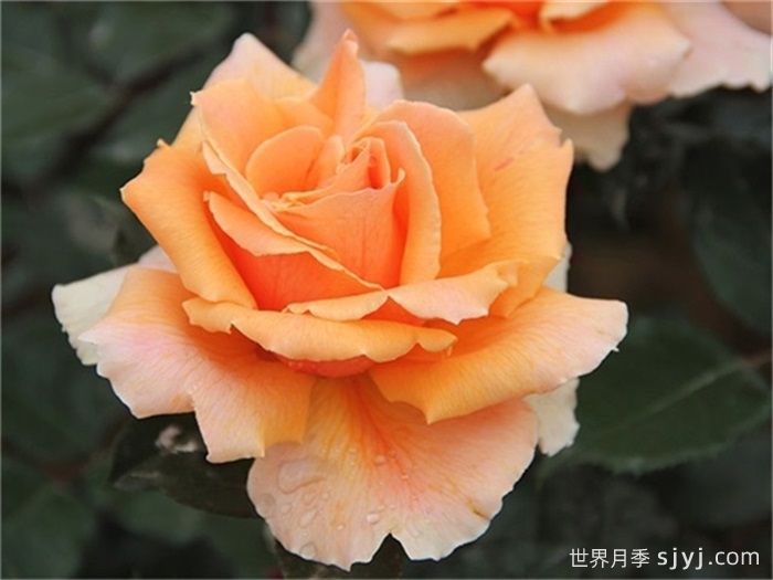 专家带您认识现代月季(图2)
