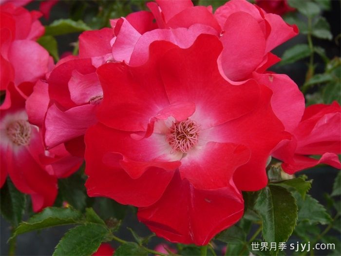 专家带您认识月季，现代月季分类及品种简介(图7)