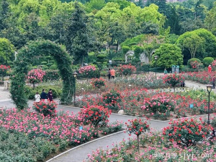 武汉月季全城爆花，花大如掌，免费来赏！(图1)