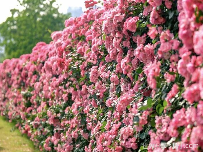 武汉月季全城爆花，花大如掌，免费来赏！(图4)