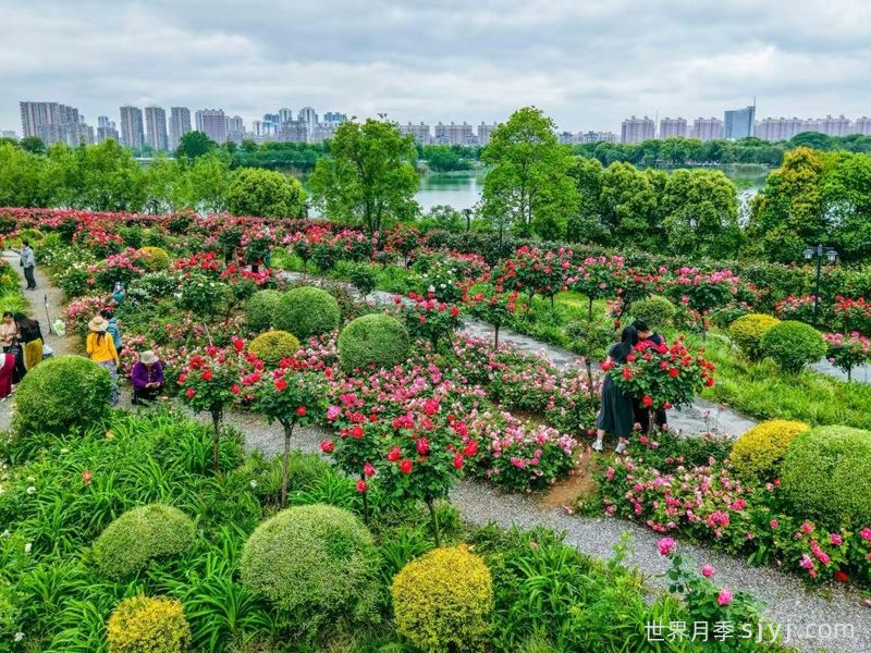 武汉金银湖月季花园，5万株月季花竞相开放(图2)