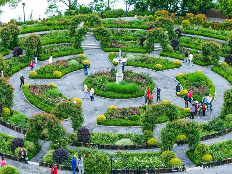 武汉金银湖月季花园，5万株月季花竞相开放(图3)