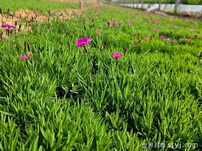 耐寒草花打造韧性花园(图1)