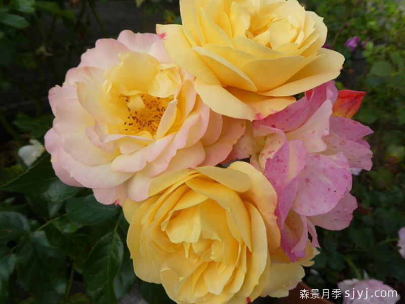 灯笼花月季/华灯/灯饰Lampion(图2)