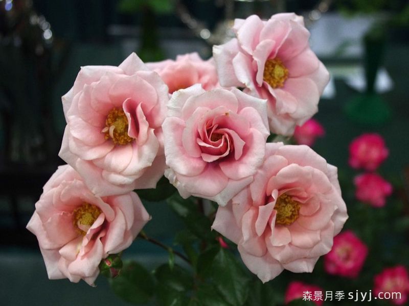 小叮当月季Tinkerbell(图2)