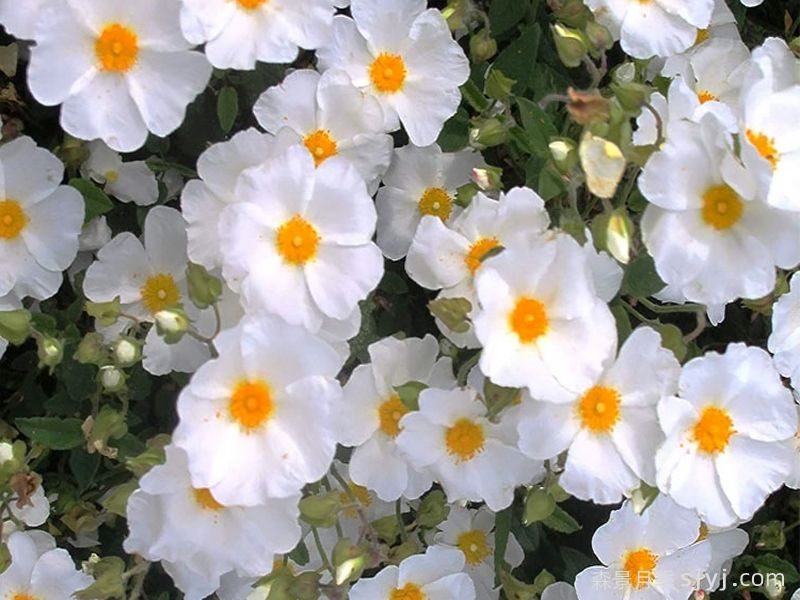 白岩蔷薇White Rock(图2)