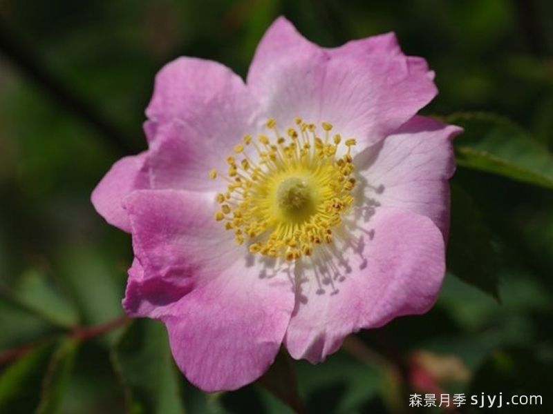 勃艮第月季Bourgogne(图2)