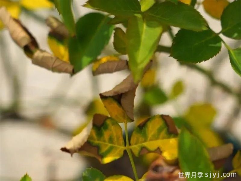 初夏月季浇水指南，月季缺水的症状表现和处理办法(图2)