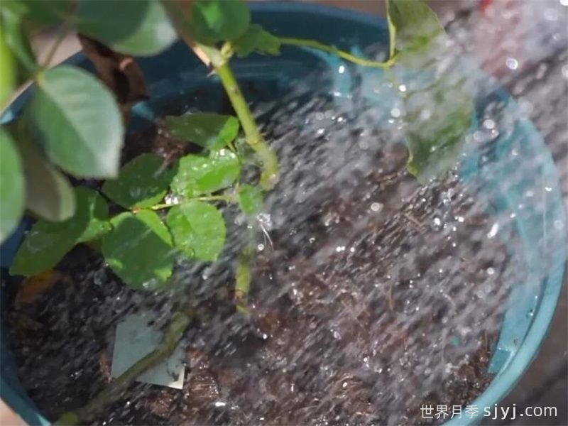 初夏月季浇水指南，月季缺水的症状表现和处理办法(图3)