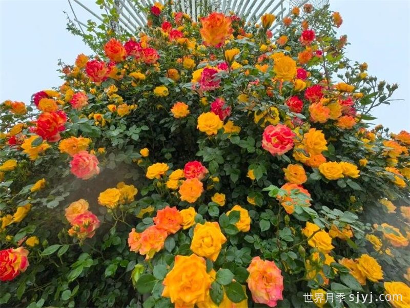 常州月季：岁月不居花开未歇，月季赏花点(图1)