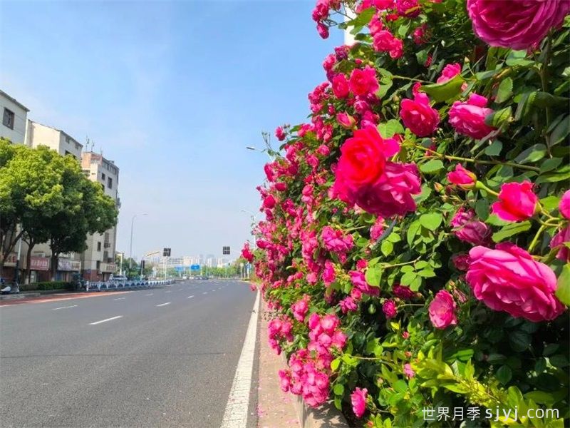 常州月季：岁月不居花开未歇，月季赏花点(图2)