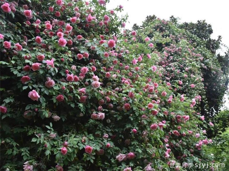 常州月季：岁月不居花开未歇，月季赏花点(图3)