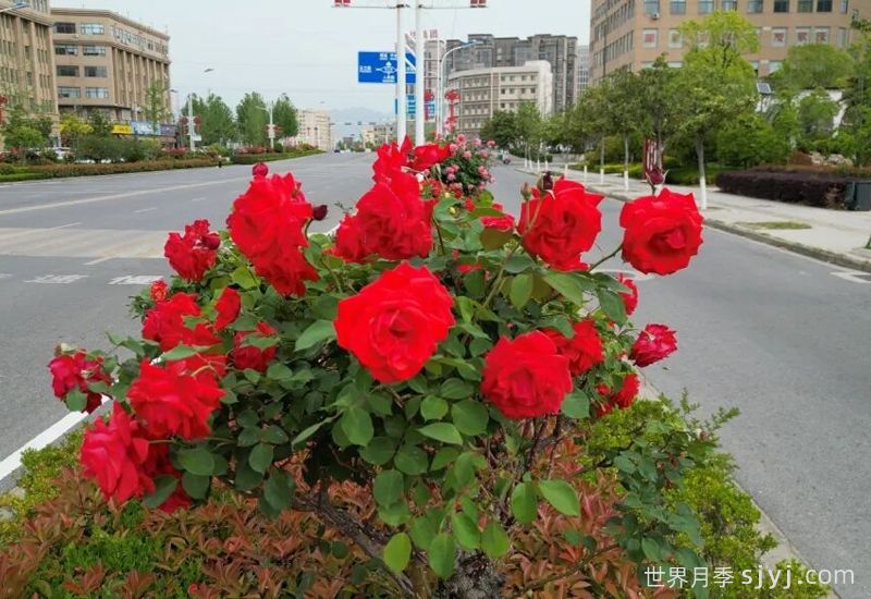 南召月季：繁花织锦绣，月季入画来(图2)