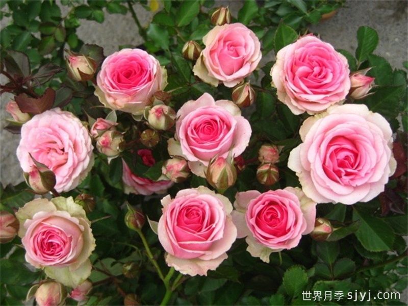 推荐8个花期超长的月季，适合阳台种植长期赏花(图2)