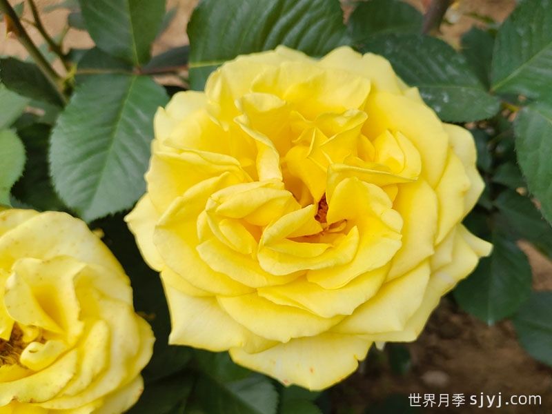 黄玫瑰的花语是什么？黄玫瑰的寓意和象征(图1)