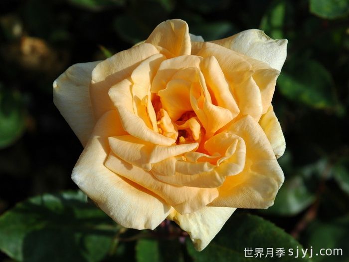 希林顿夫人月季，百年经典灌木月季(图1)