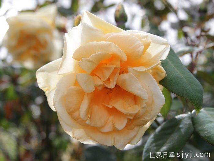 希林顿夫人月季，百年经典灌木月季(图2)