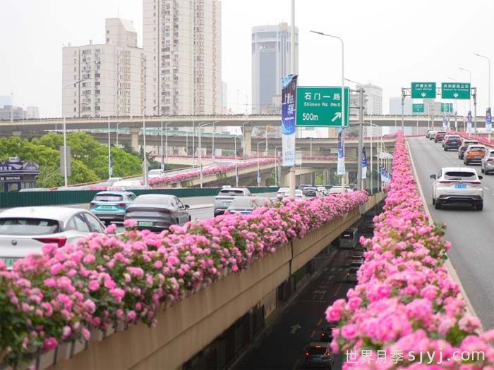 月季市花主题花园的建设思路(图2)