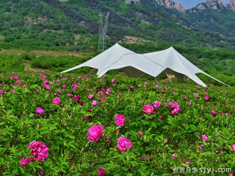 山东五莲食用玫瑰花产业，助力乡村振兴 (图1)