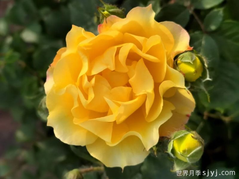 金色纳波湾月季(图1)