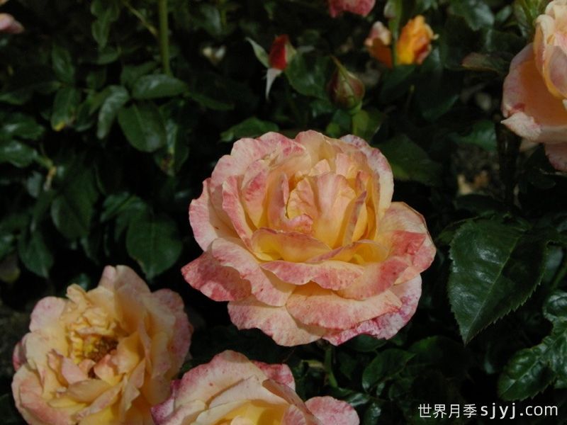 艾米雅凯月季Aime Jacquet(图2)