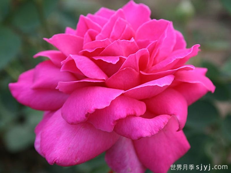 醉香酒月季Duftrausch(图3)