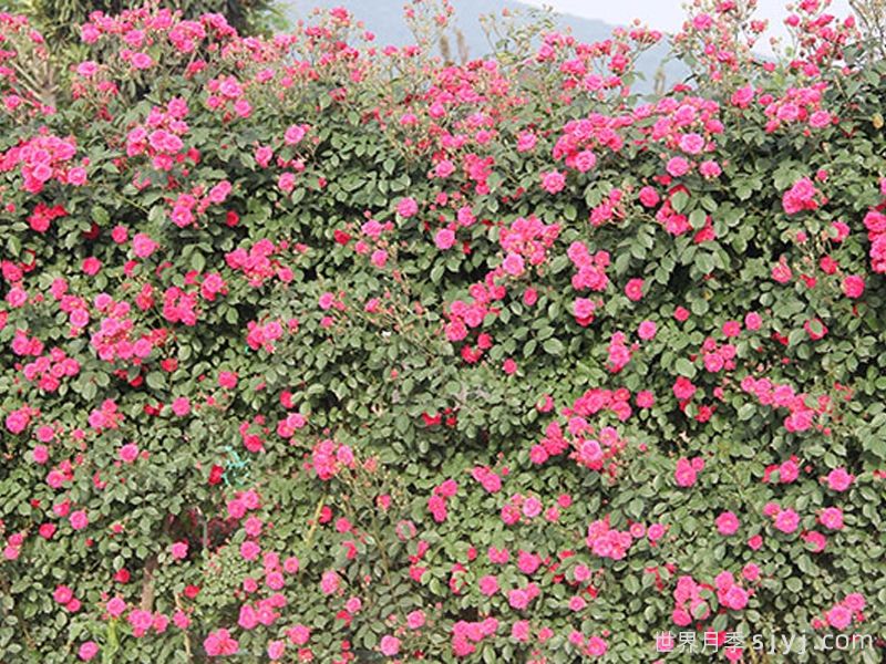 新伊丽莎白月季(图1)