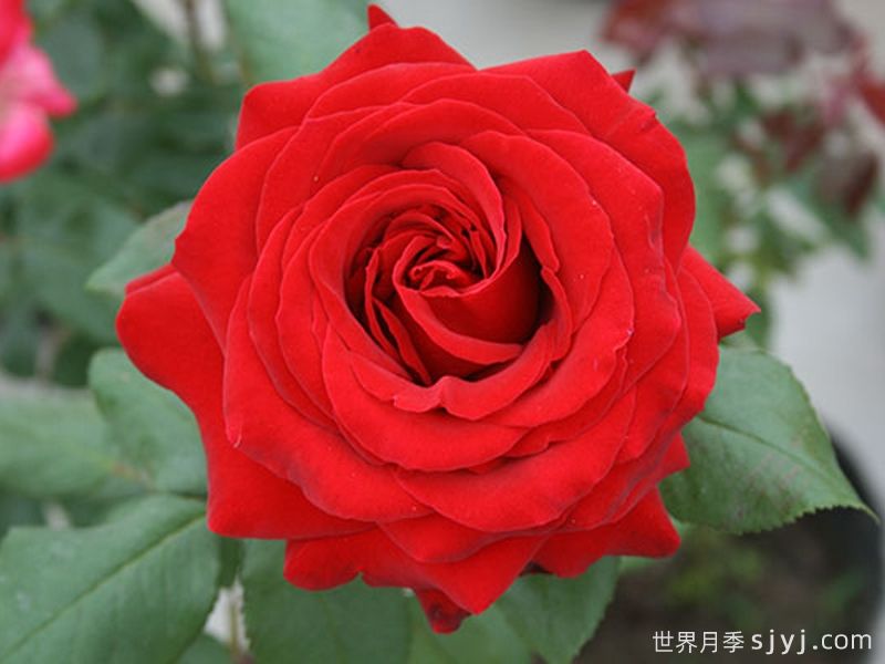 梅朗口红月季/梅郎口红Rouge(图5)