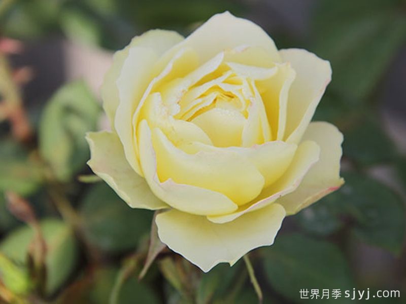 绿野月季(图1)