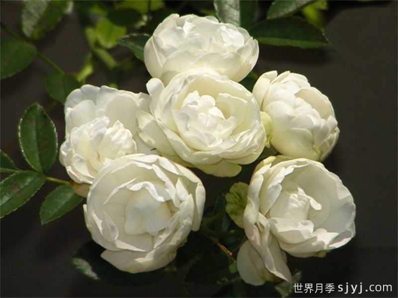 白柯斯特月季/白科斯特月季White Koster(图2)
