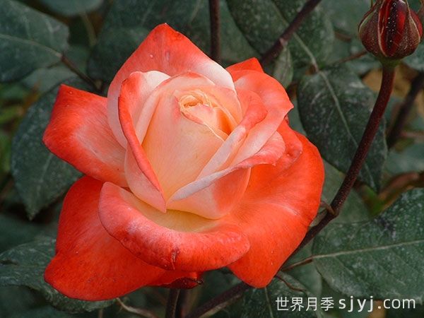 丹顶月季Tan Cho(图5)