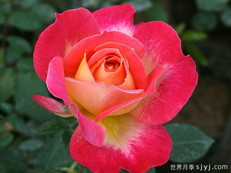 北极风神月季(图5)