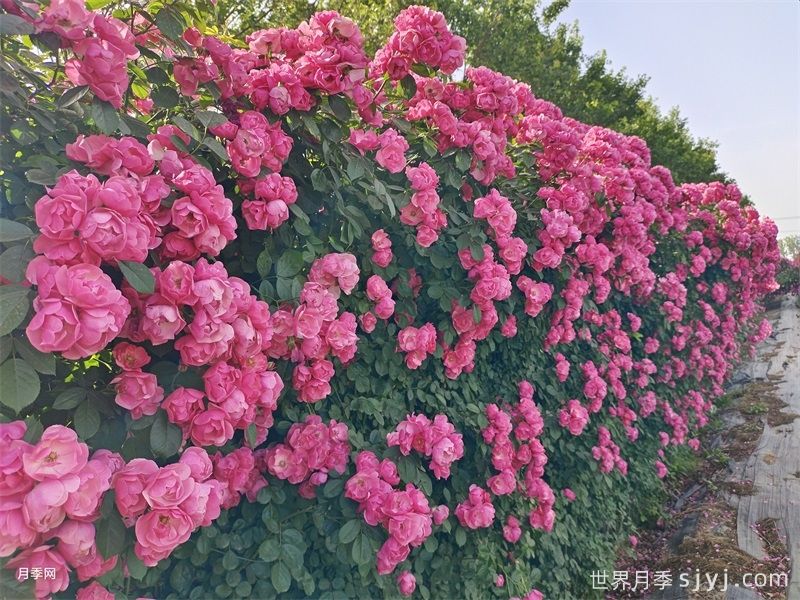 谈谈现代月季在园林景观中的应用(图2)