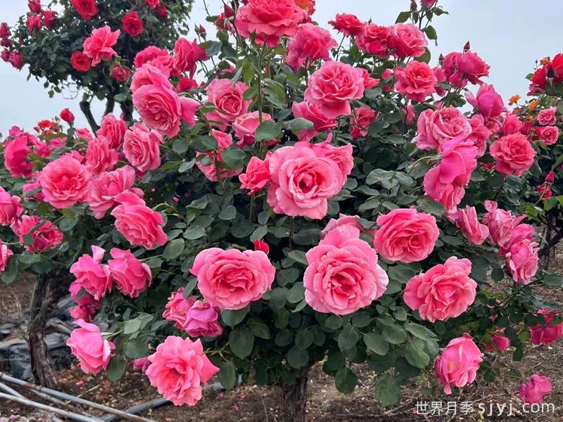 河南有哪些花卉交易市场？(图2)